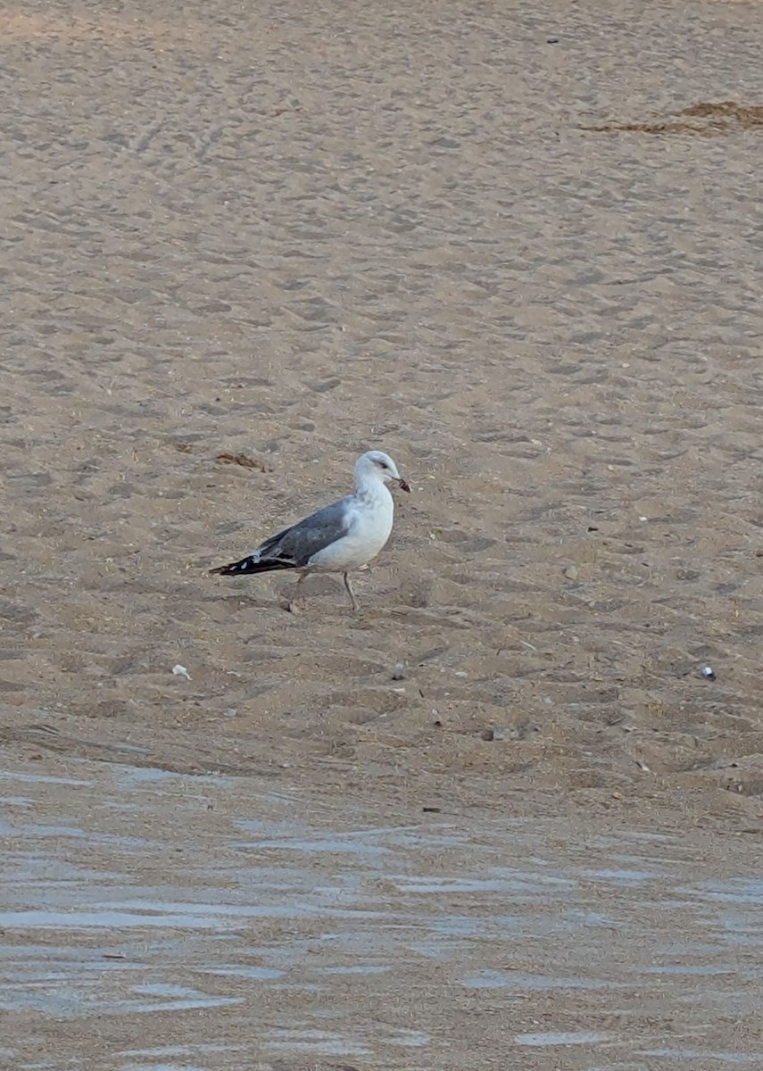 Мартин скельний - ML646717576