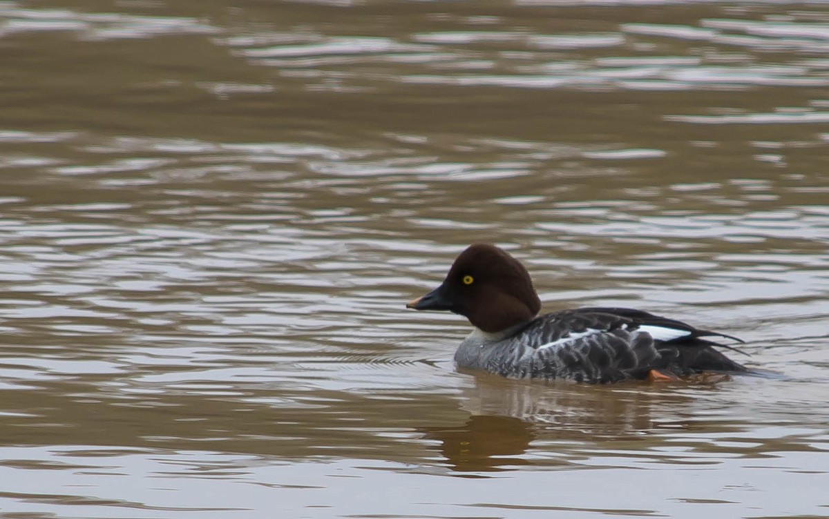 Гоголь зеленоголовий - ML646717577