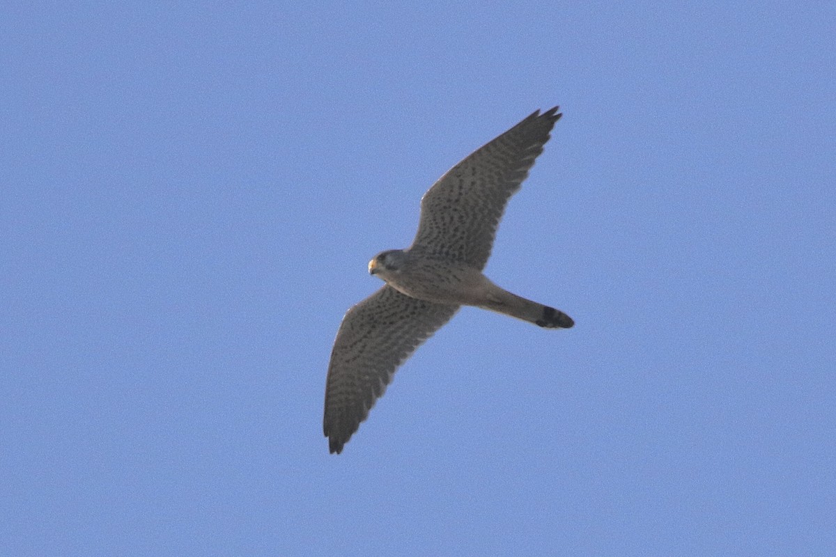 Боривітер звичайний - ML646717581