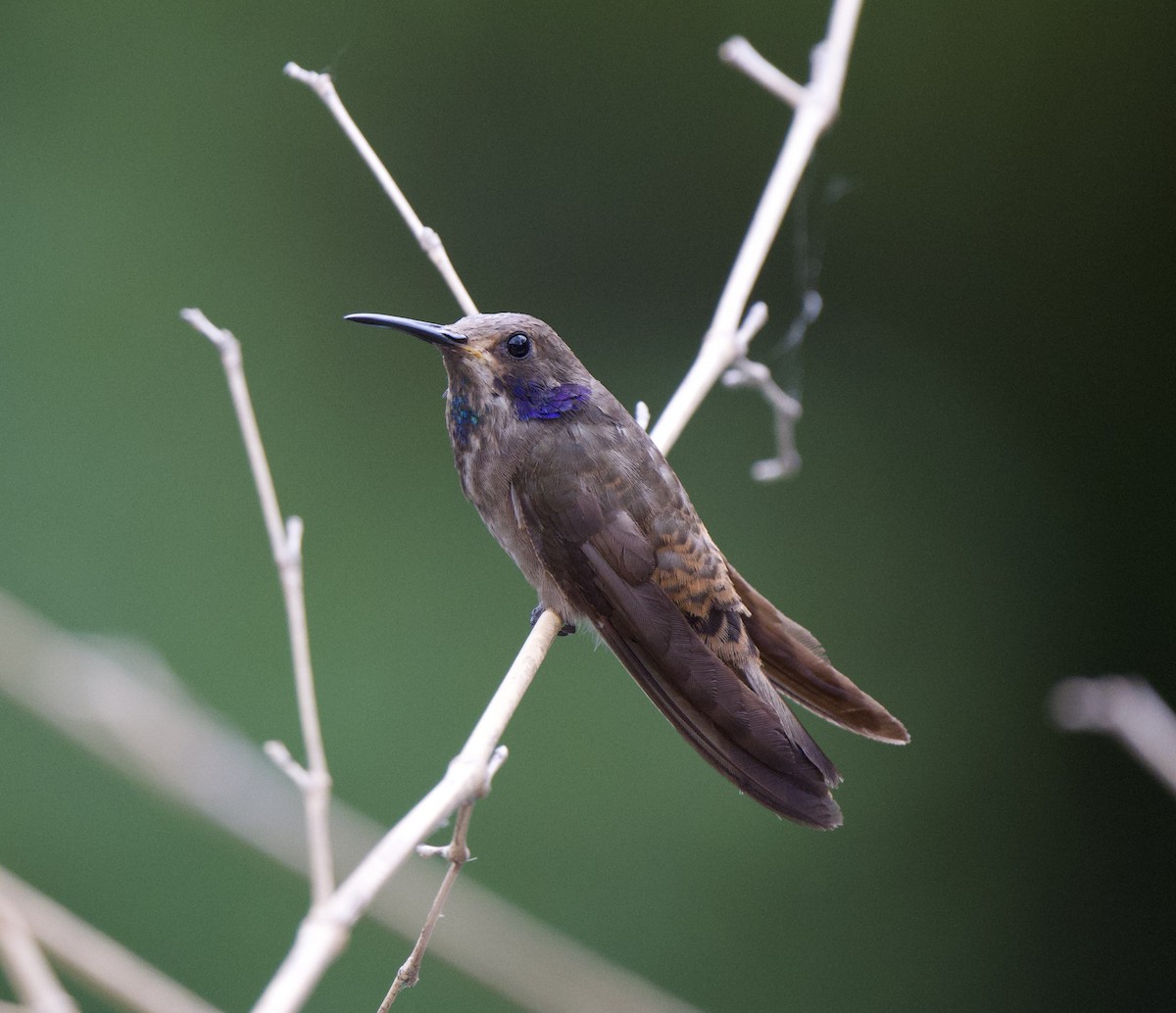 Brown Violetear - ML646717582
