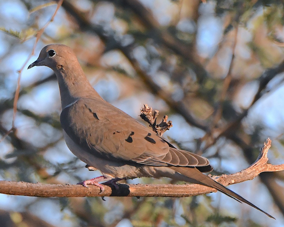 Mourning Dove - ML646717584