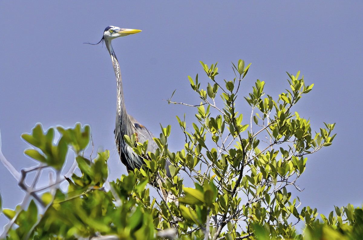 אנפה אמריקנית - ML646717585