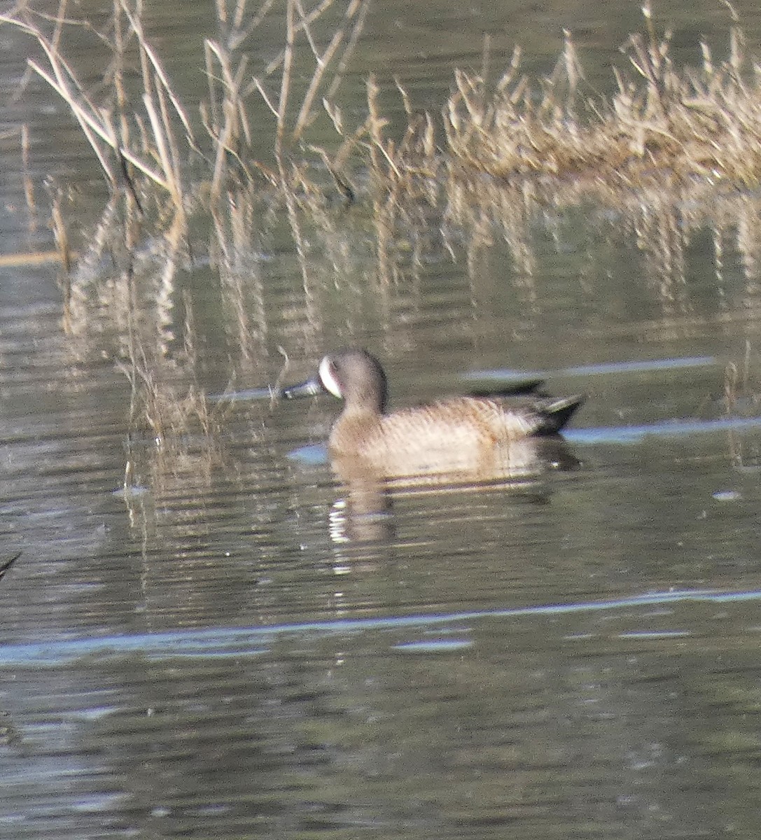 Zertzeta hegalurdina - ML646717586