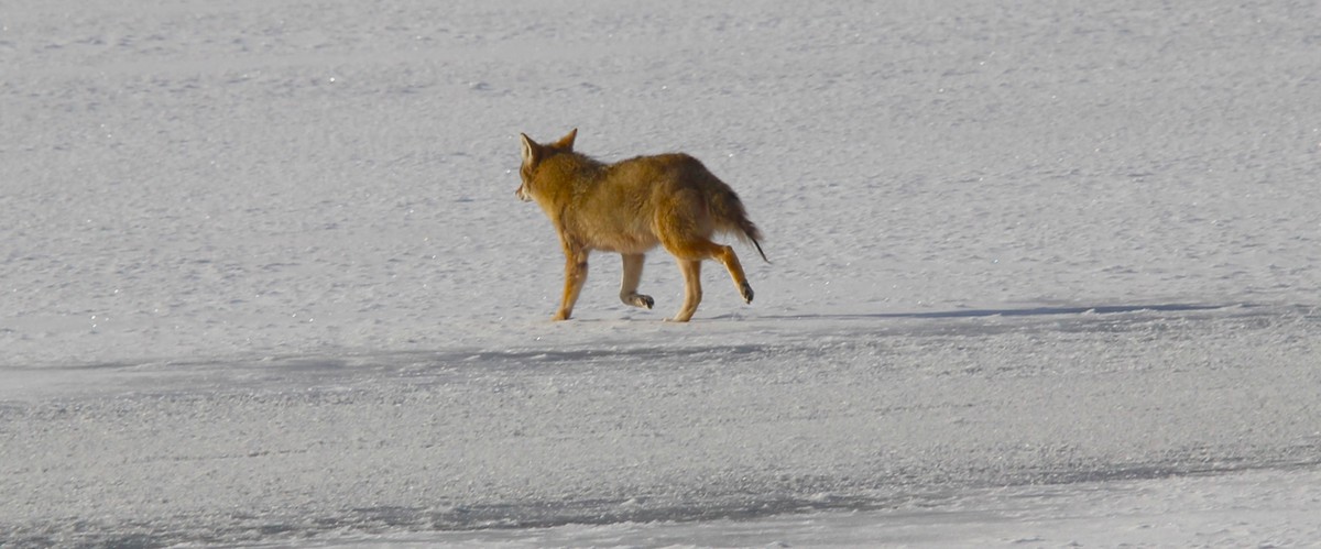 Coyote - ML646717592