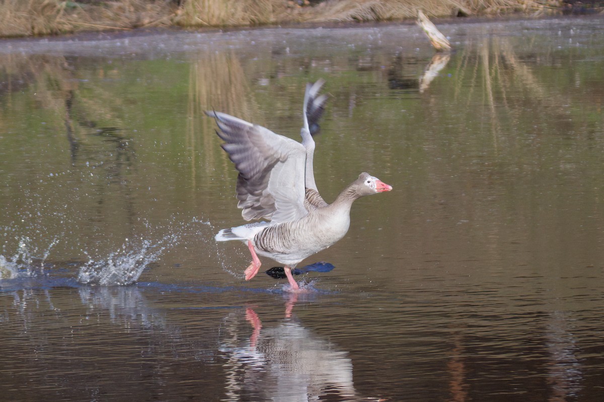 Domestic goose sp. (Domestic type) - ML646717596