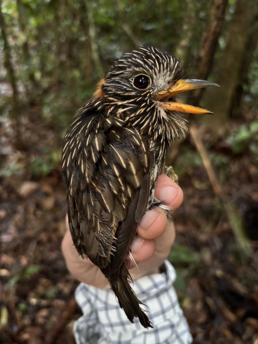 Semicollared Puffbird - ML646717598