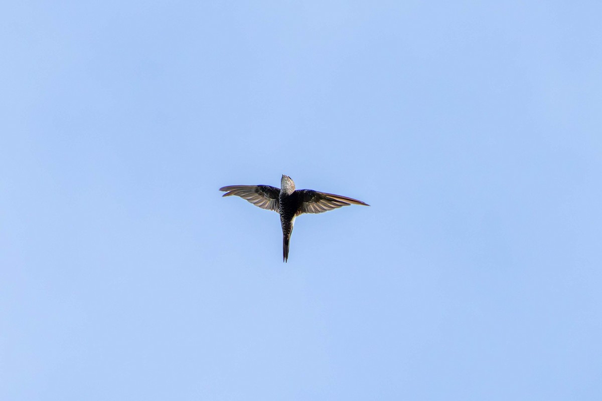 叉尾雨燕 - ML646717601