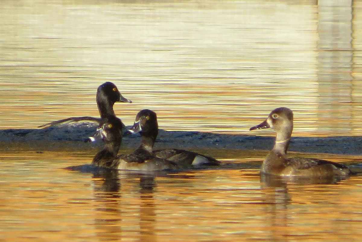 polák proužkozobý - ML646717604