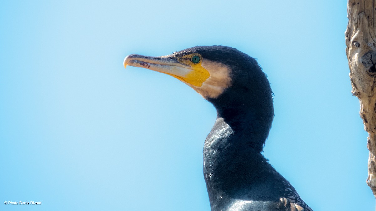 Great Cormorant - ML646717605