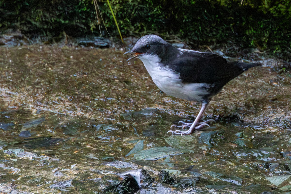 White-capped Dipper - ML646717606