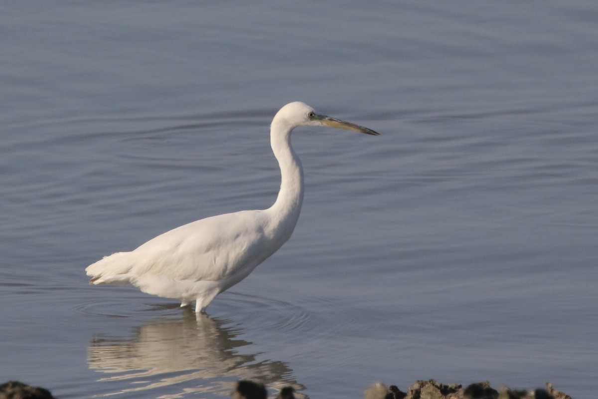 Chinese Egret - ML646717607