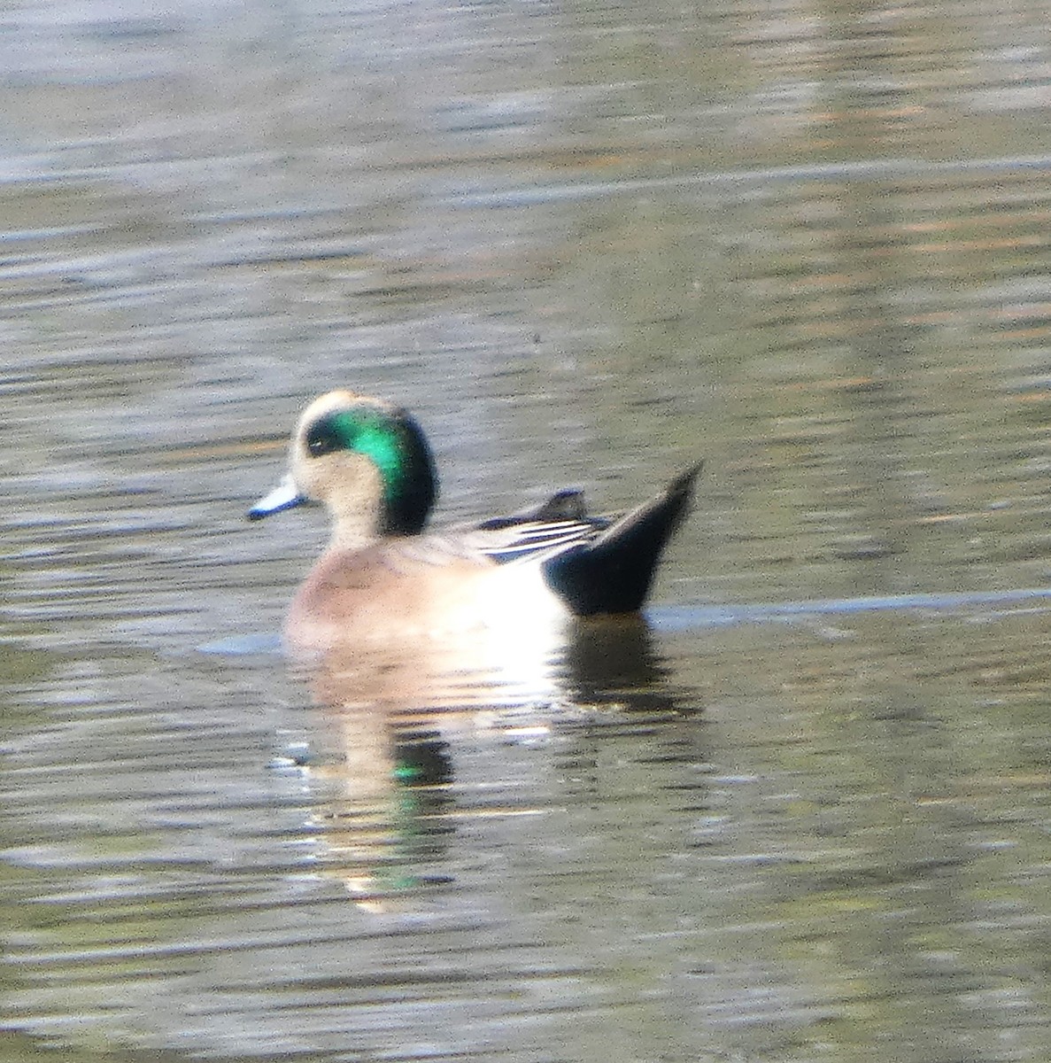 Американская свиязь - ML646717610