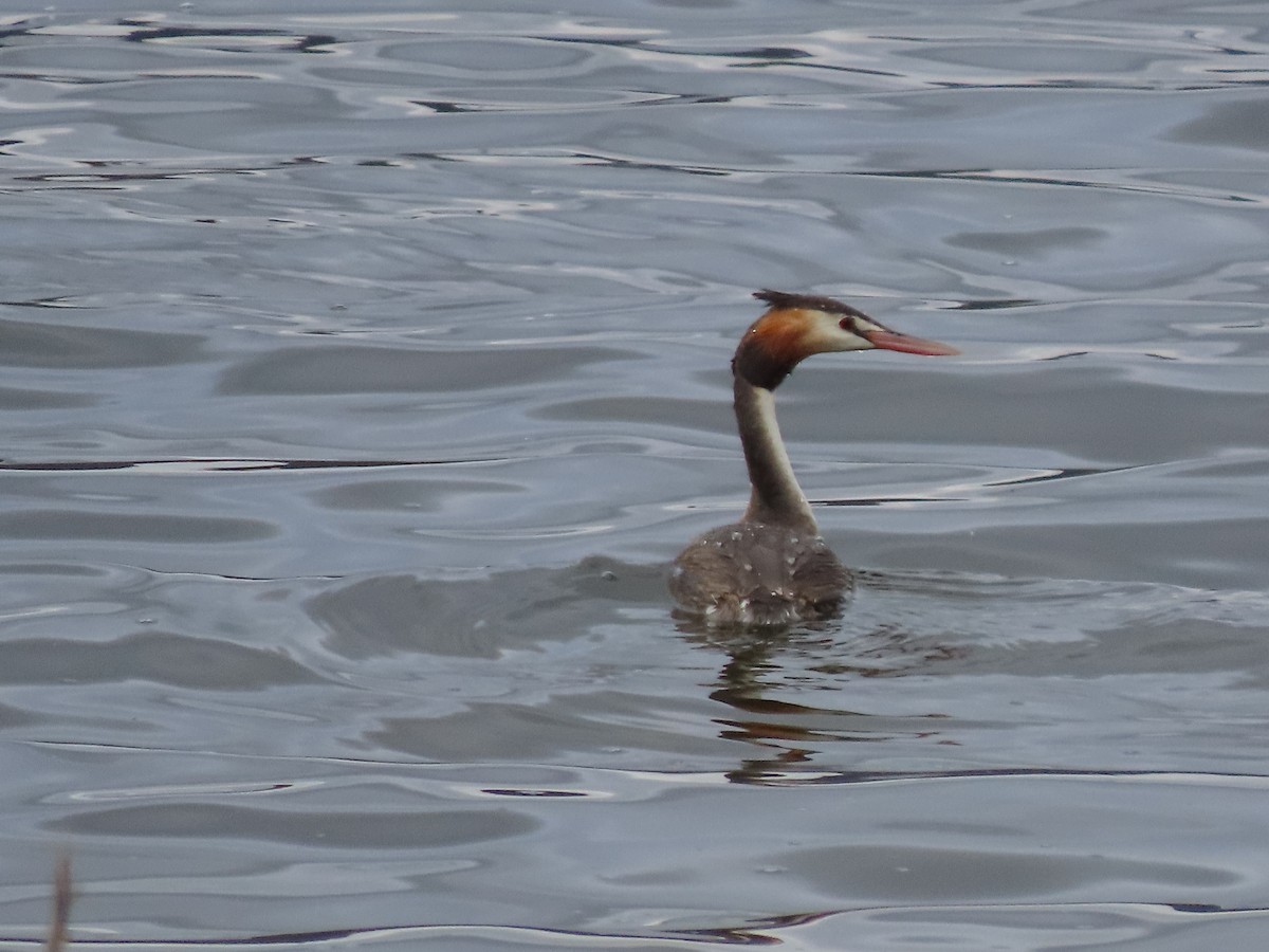 Чомга - ML646717611