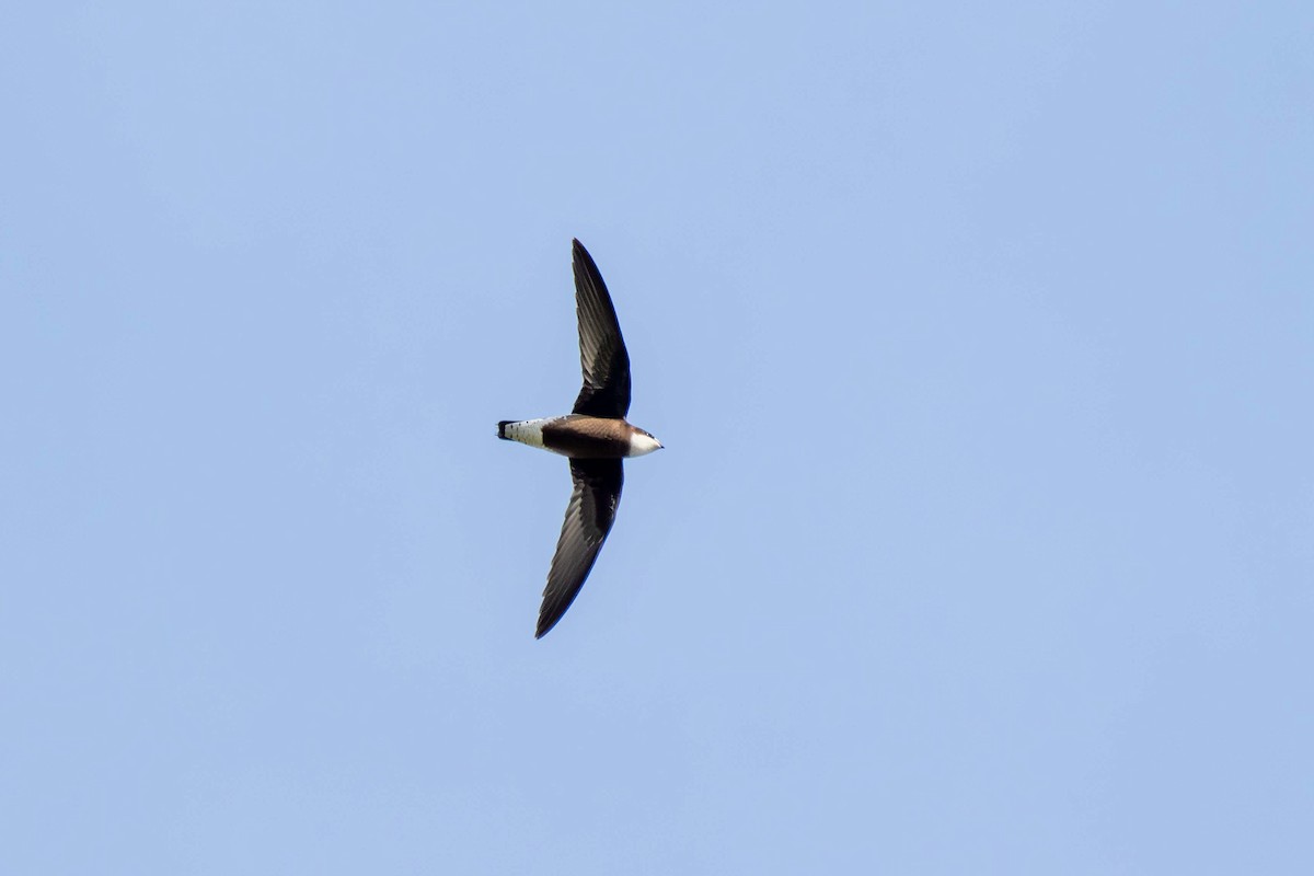 白喉針尾雨燕 - ML646717612