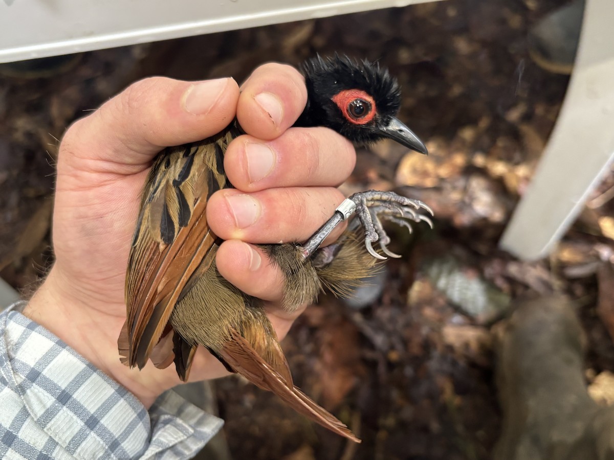 Black-spotted Bare-eye - ML646717614