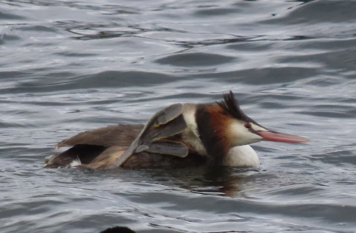 Чомга - ML646717615