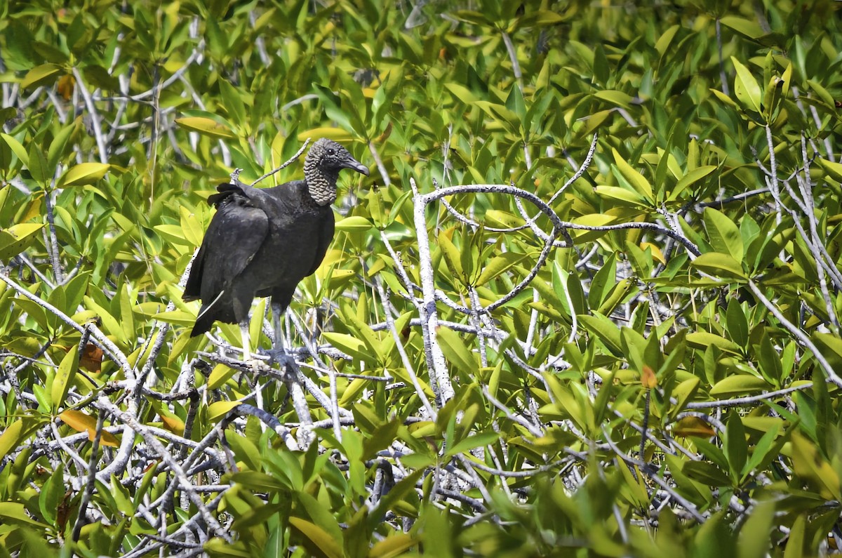 Rabengeier - ML646717616