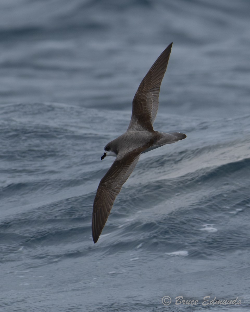 Buller's Shearwater - ML646717618