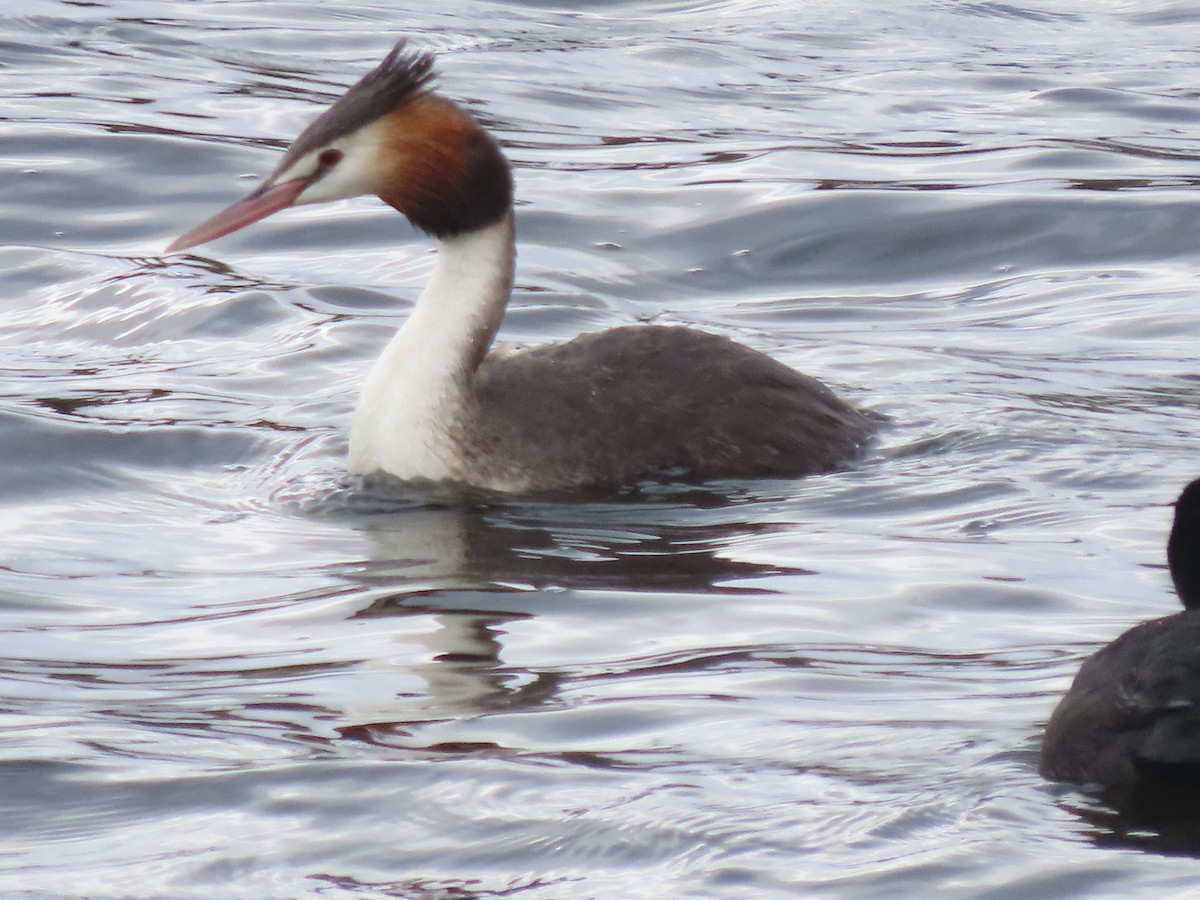 Чомга - ML646717621