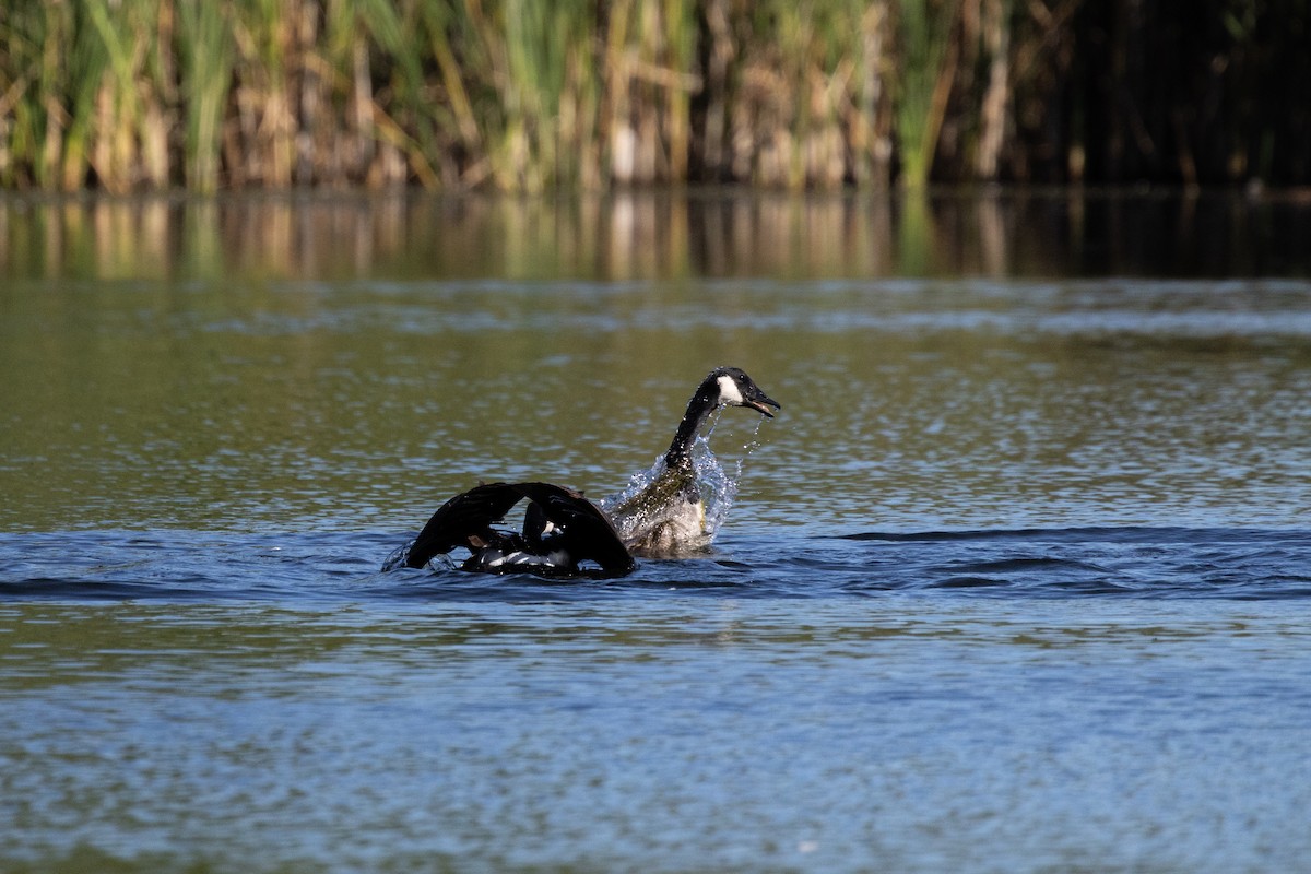 Canada Goose - ML646717622