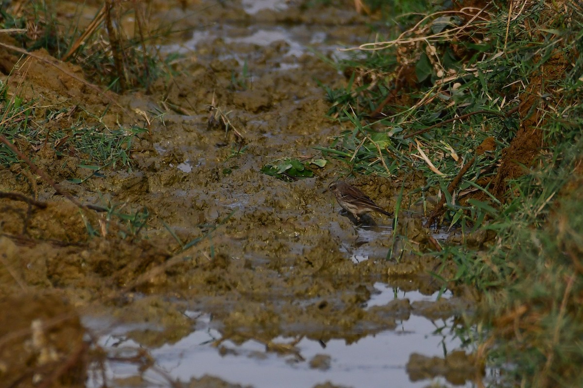 Water Pipit - ML646717623