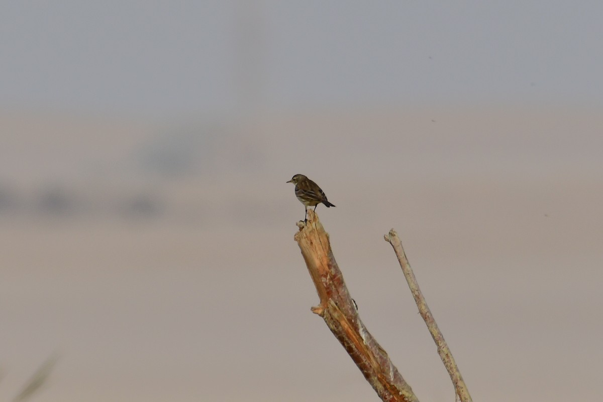 Water Pipit - ML646717624