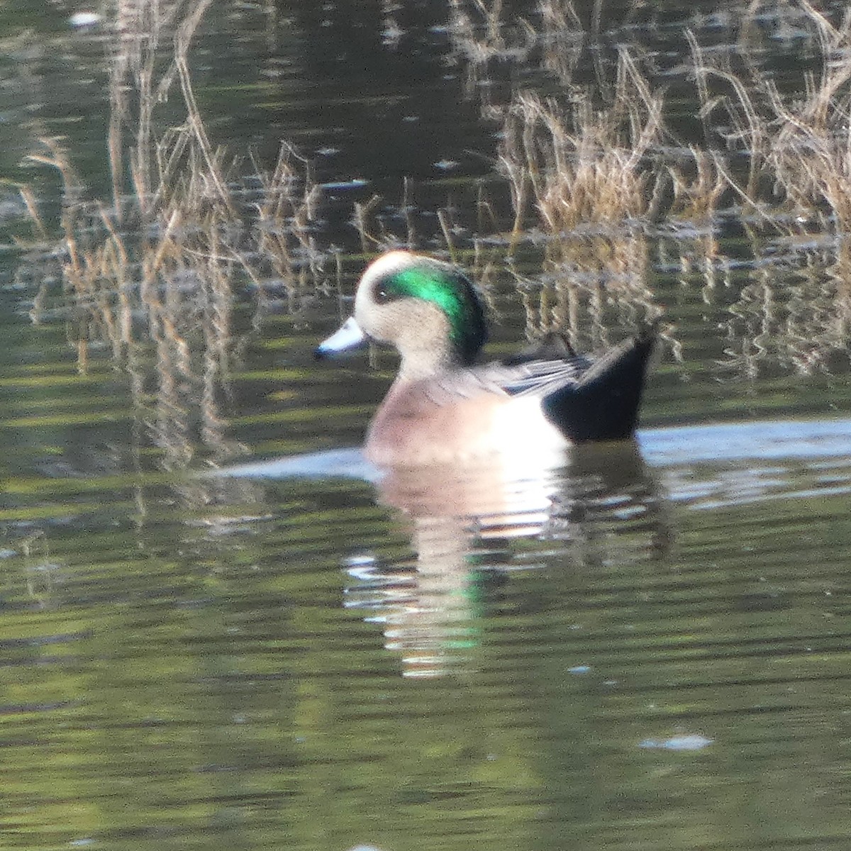 Американская свиязь - ML646717626