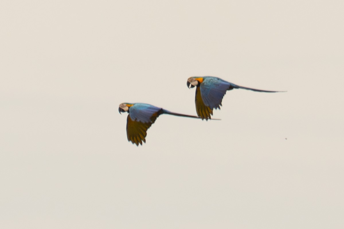 Blue-and-yellow Macaw - ML646717627