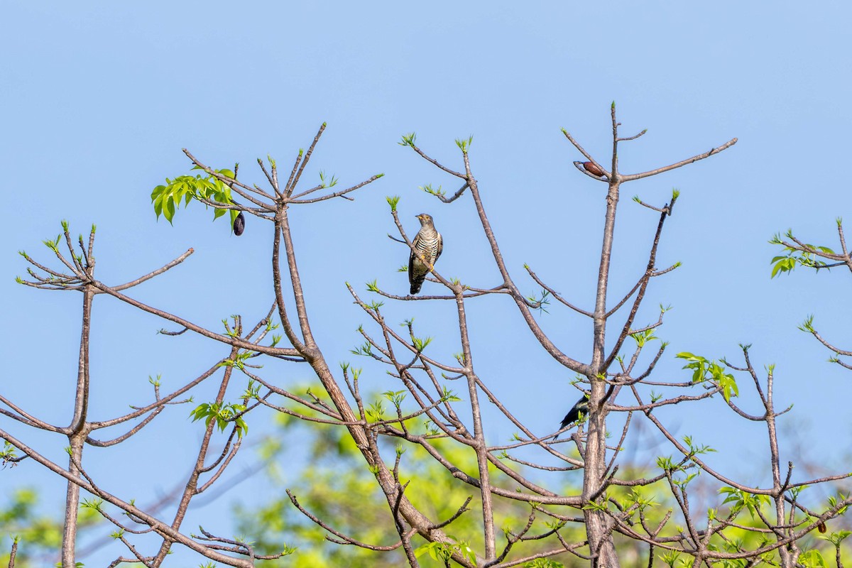 北方中杜鵑 - ML646717631