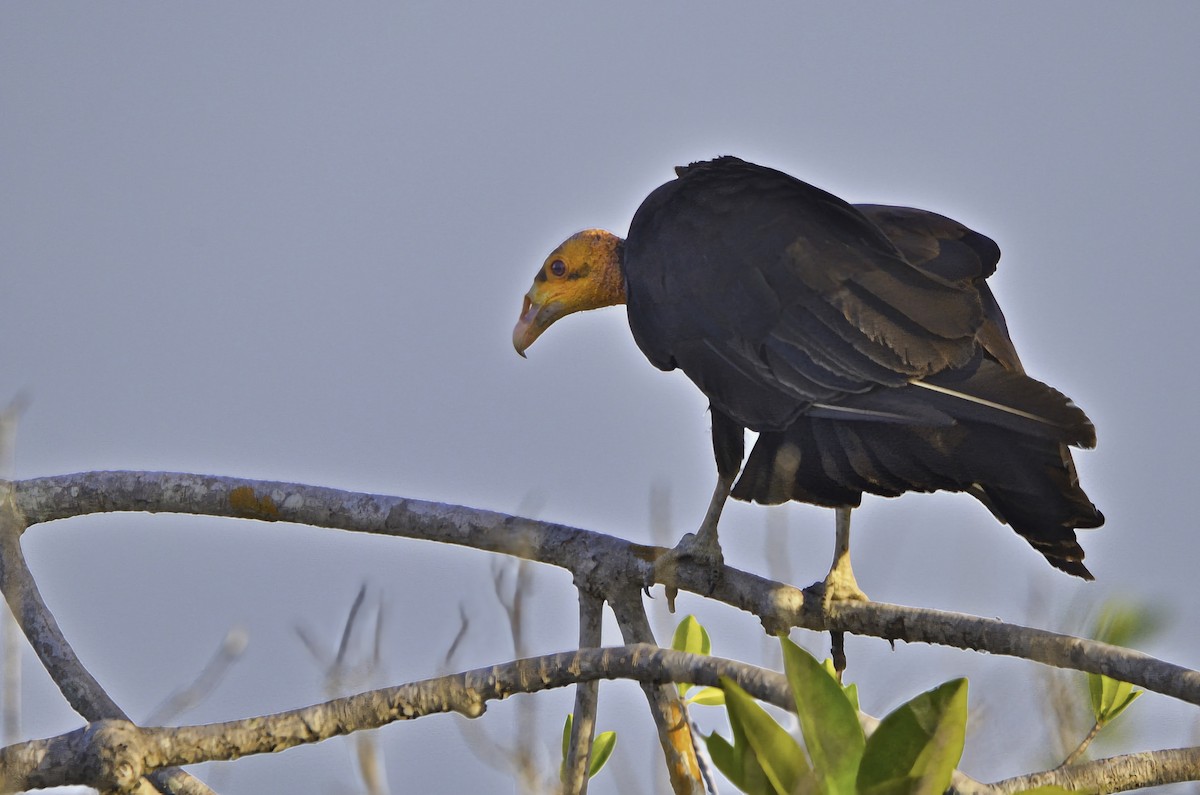 Lesser Yellow-headed Vulture - ML646717632