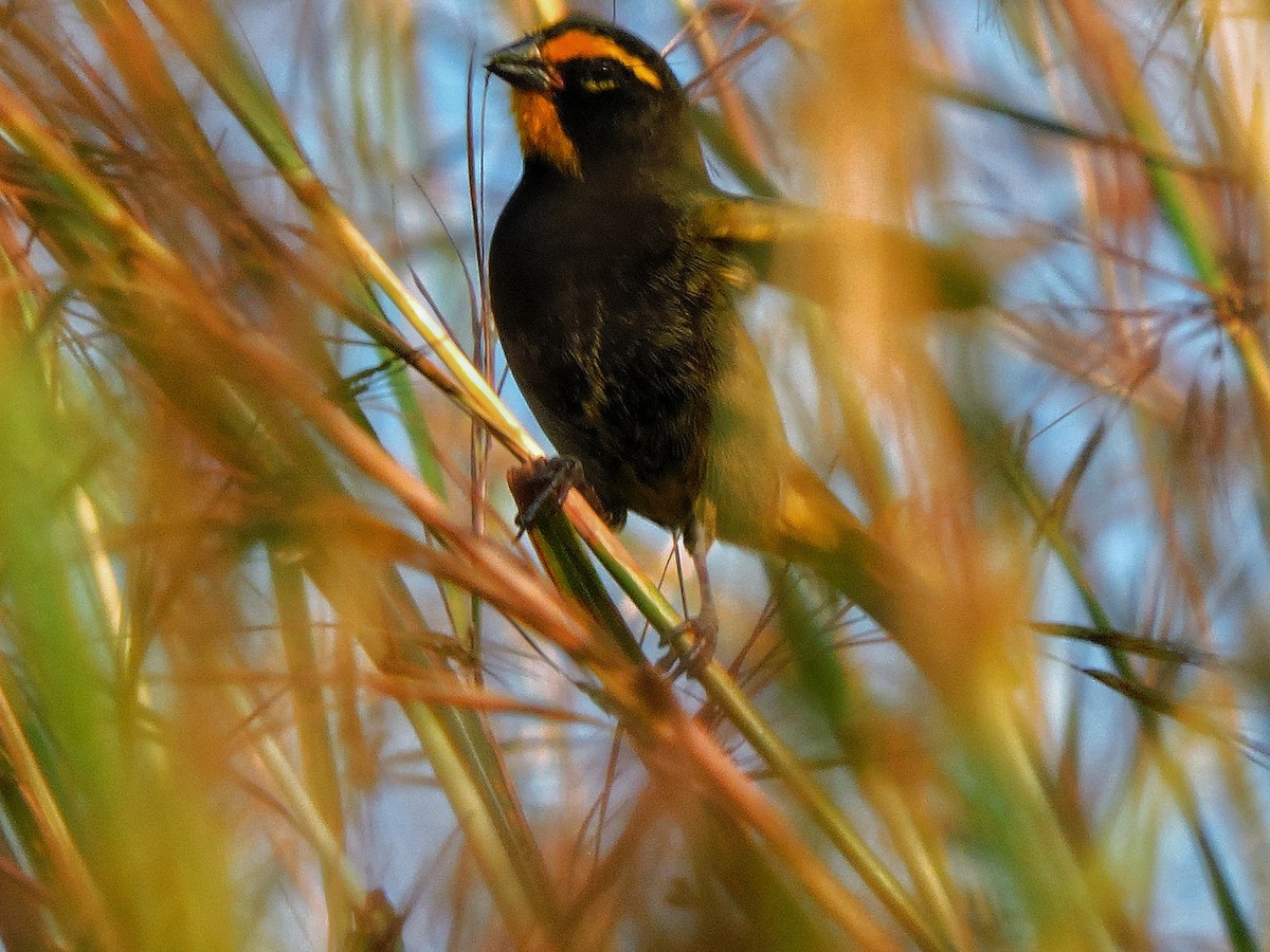 Sarı Yüzlü Tohumcul - ML646717633