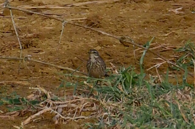 Water Pipit - ML646717634