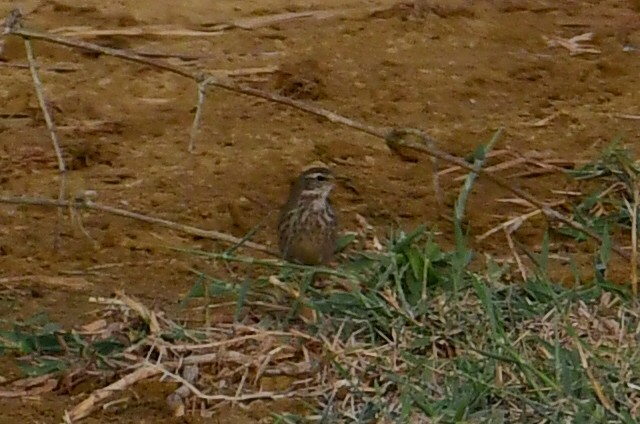 Water Pipit - ML646717635