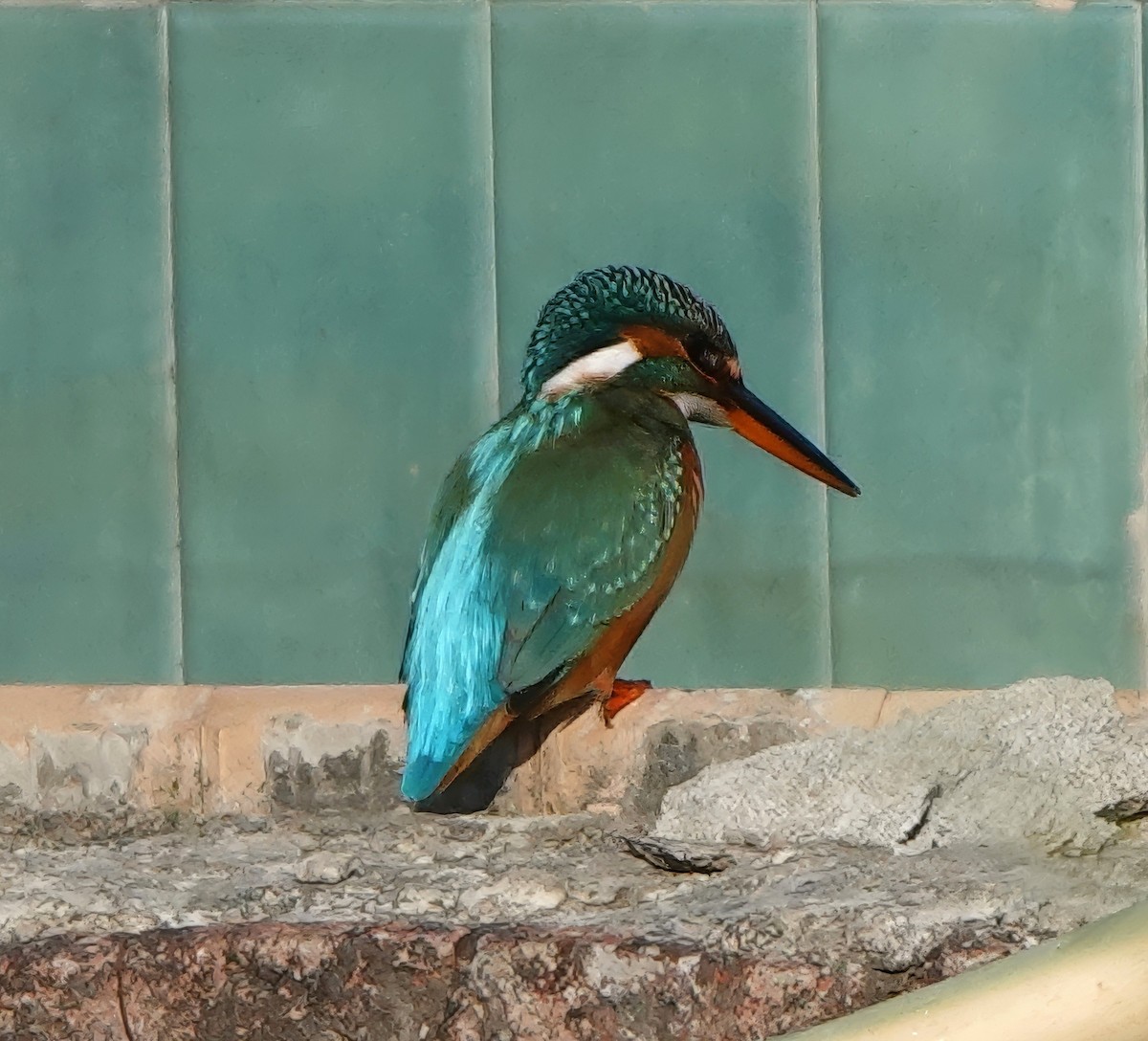 Martin arrantzalea - ML646717636