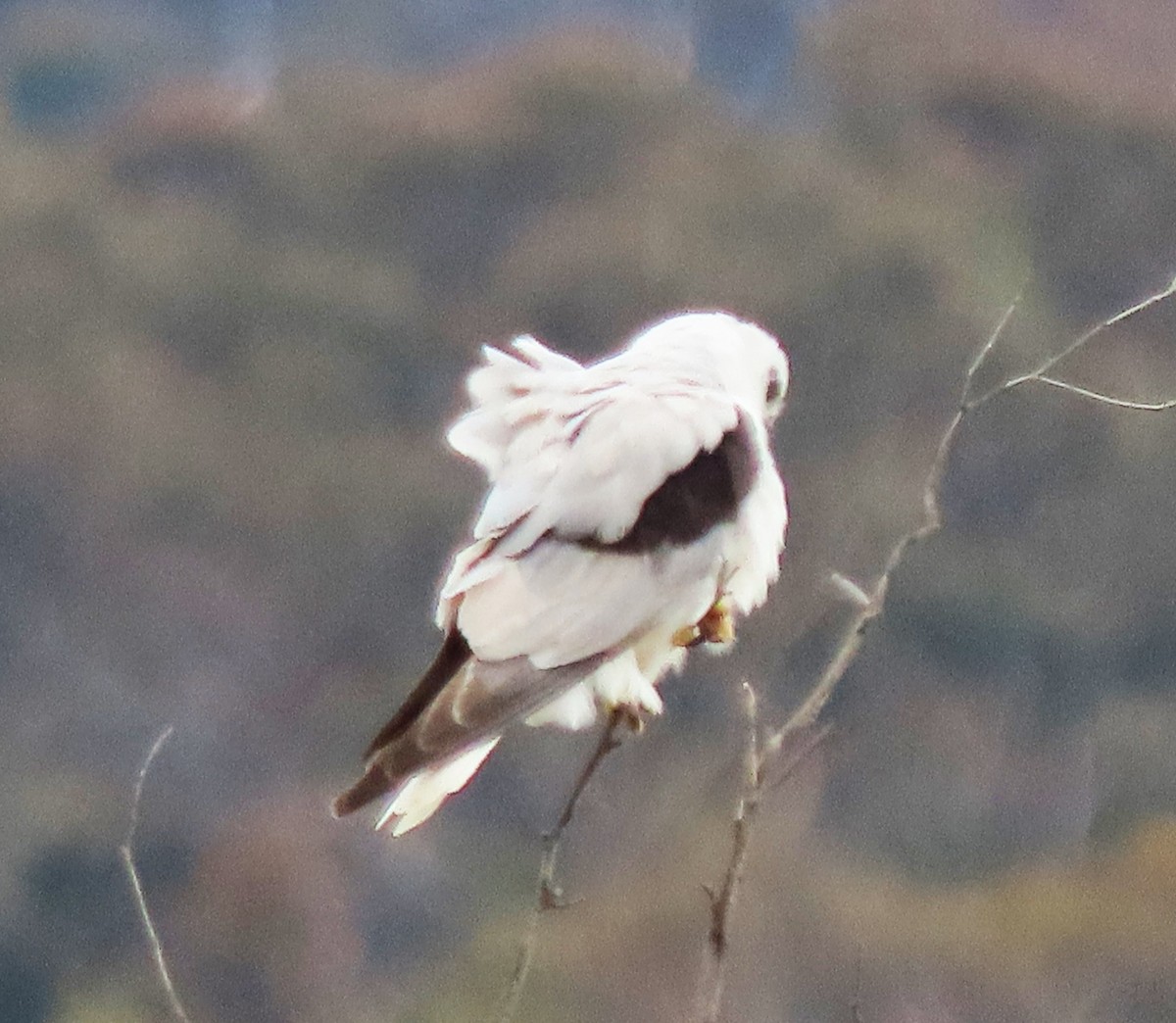 Черноплечий коршун - ML646717637