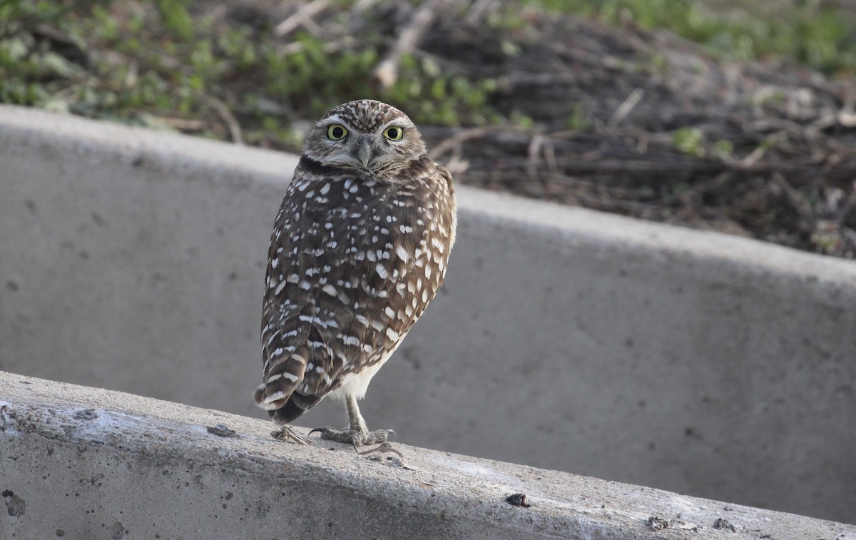 Кроличий сыч - ML646717644