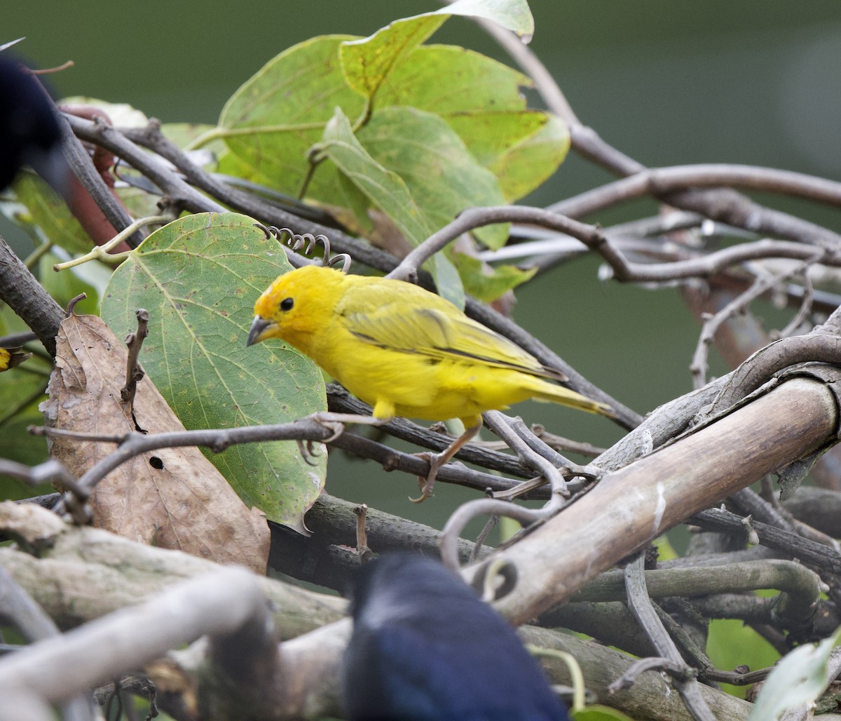 Saffron Finch - ML646717646