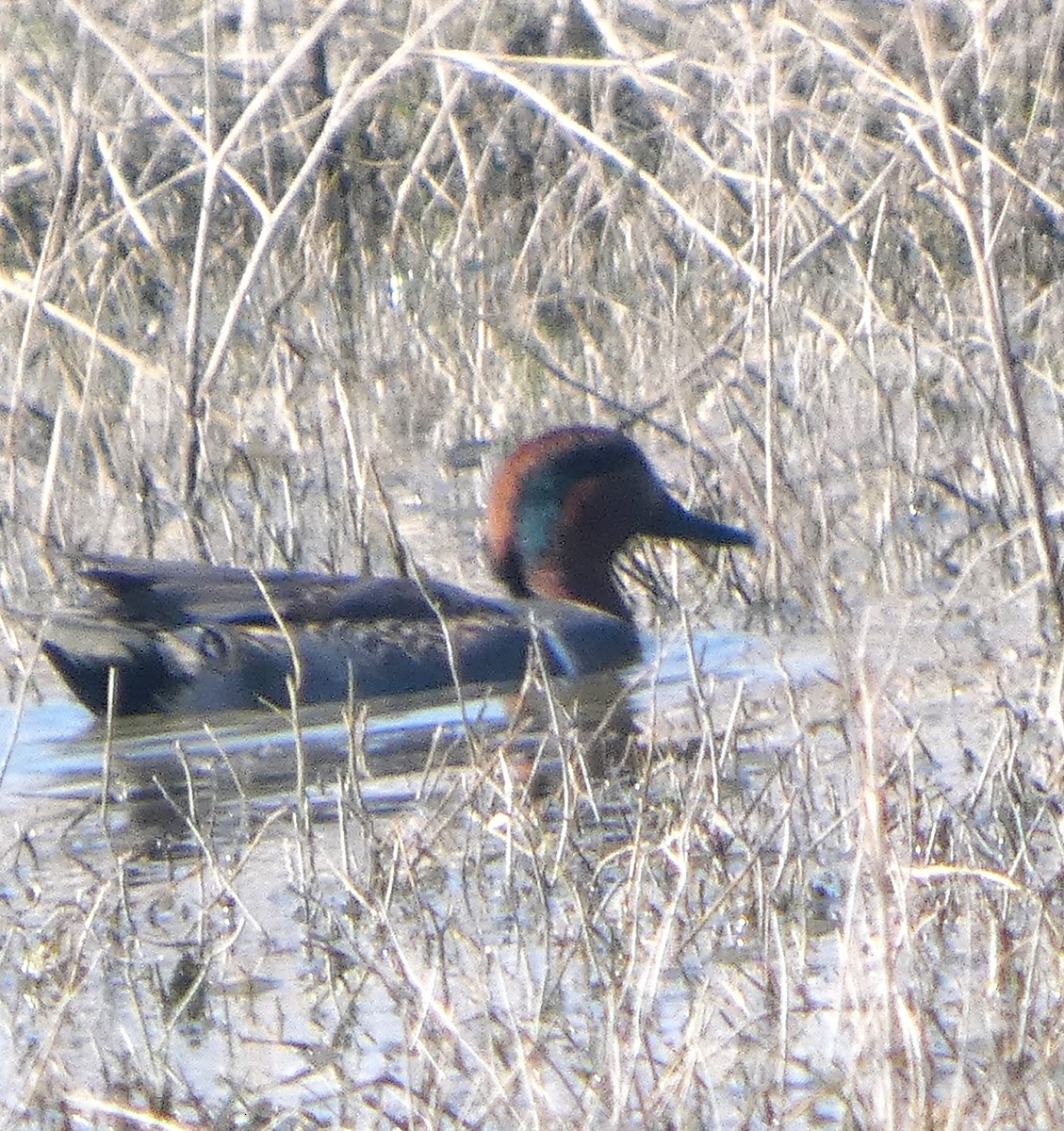 Чирок-свистунок - ML646717649