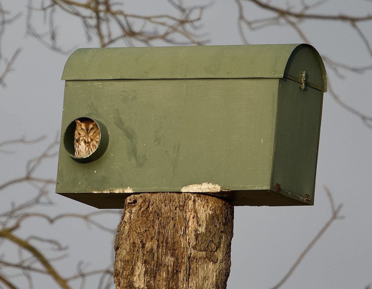 Eastern Screech-Owl - ML646717650