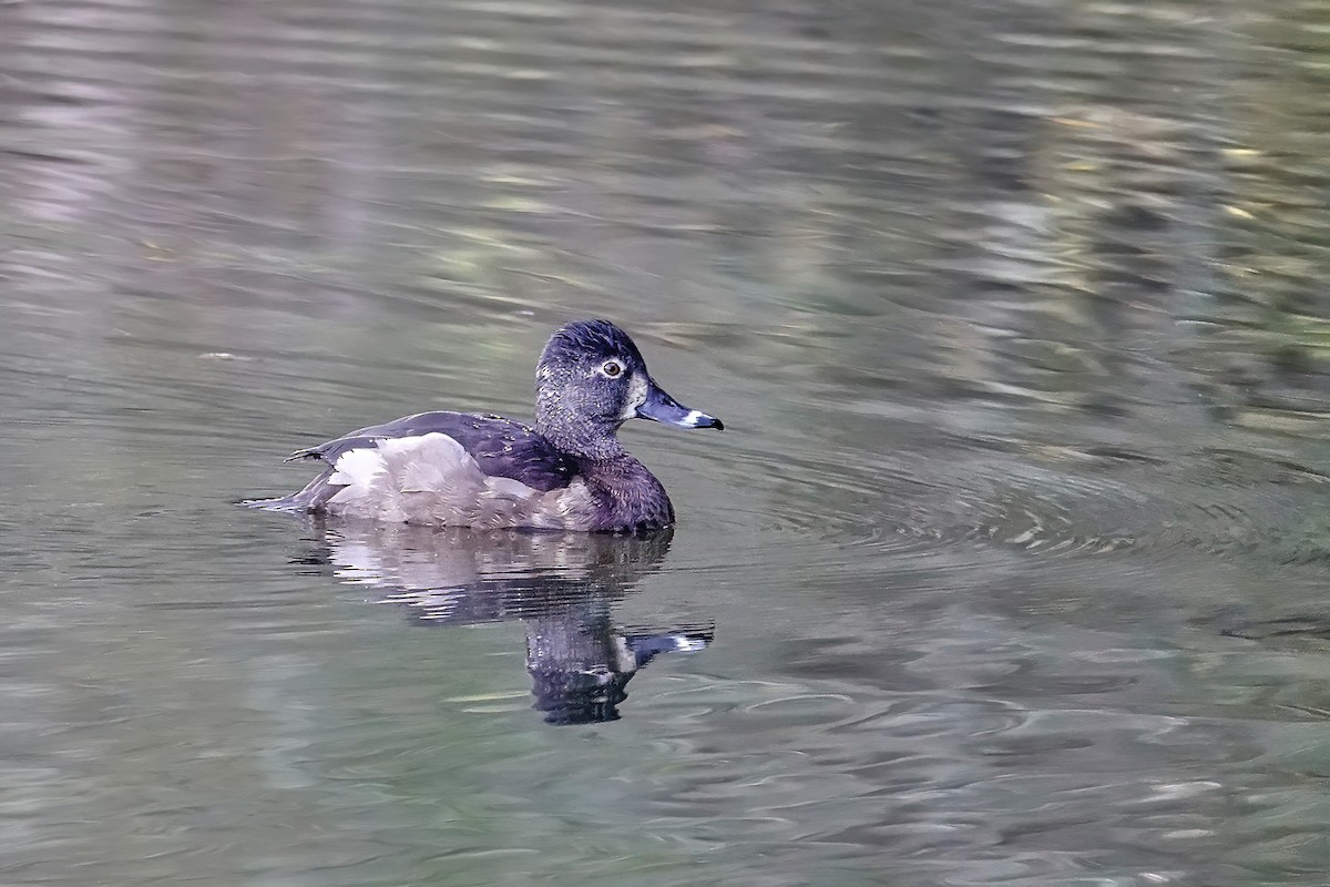 Ring-necked Duck - ML646717651