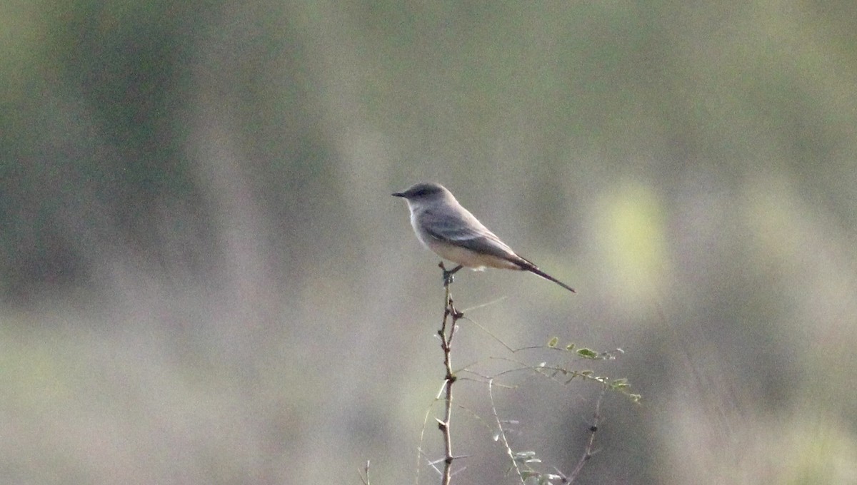 Рыжебрюхий фиби - ML646717652