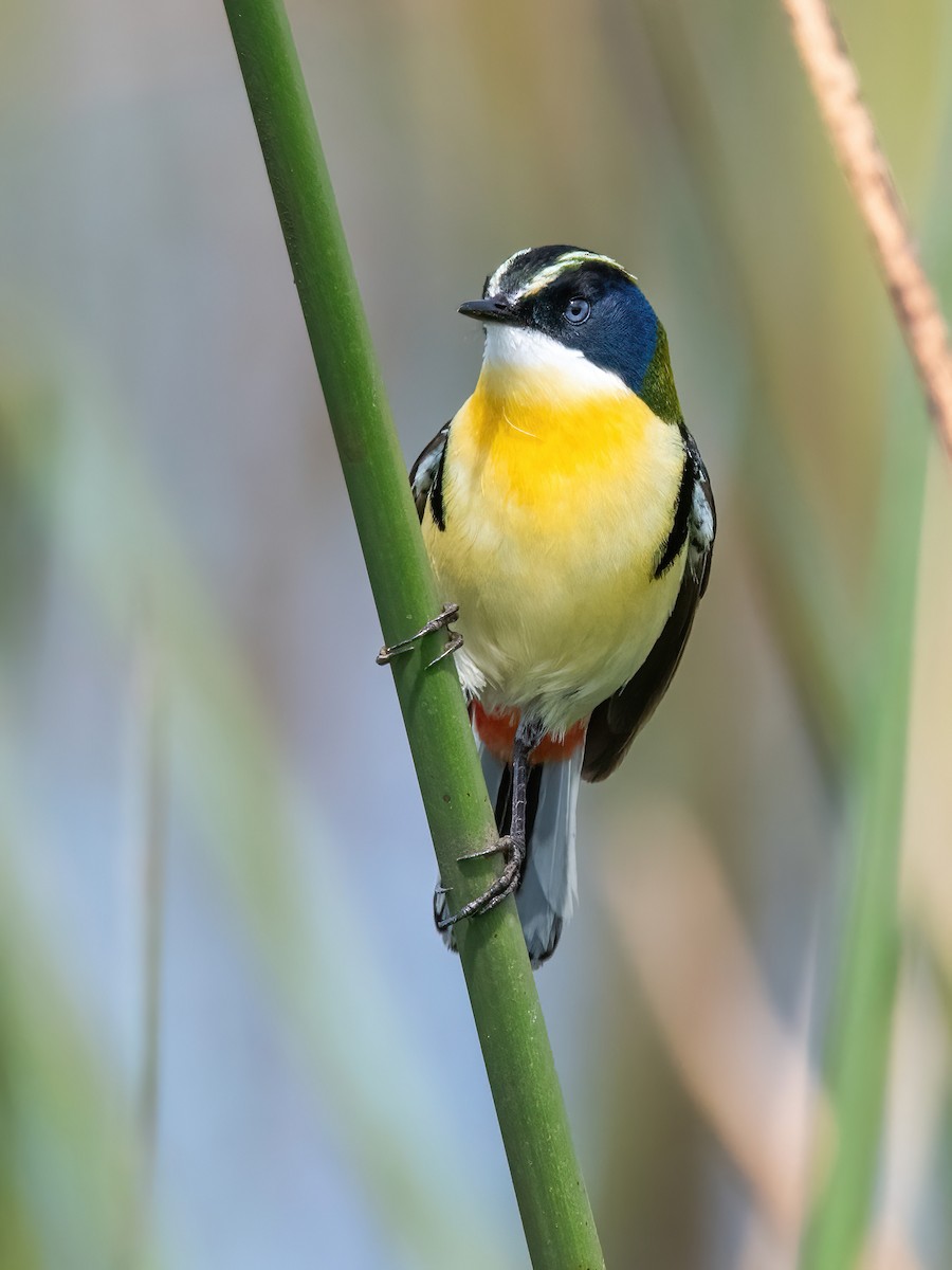 Many-colored Rush Tyrant - ML646717654