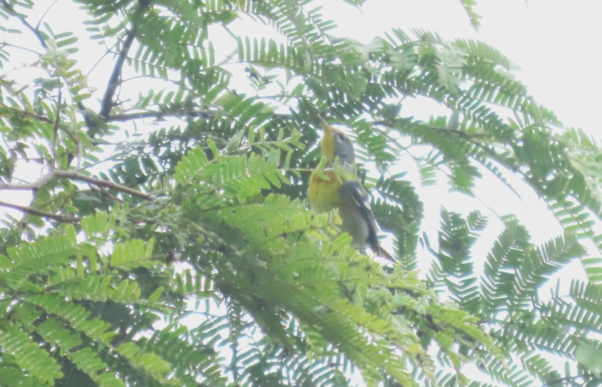 Очковая древесница - ML646717655