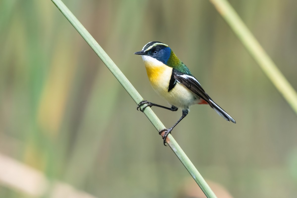 Many-colored Rush Tyrant - ML646717656