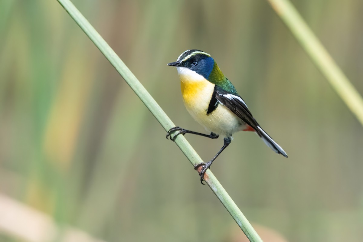 Many-colored Rush Tyrant - ML646717657