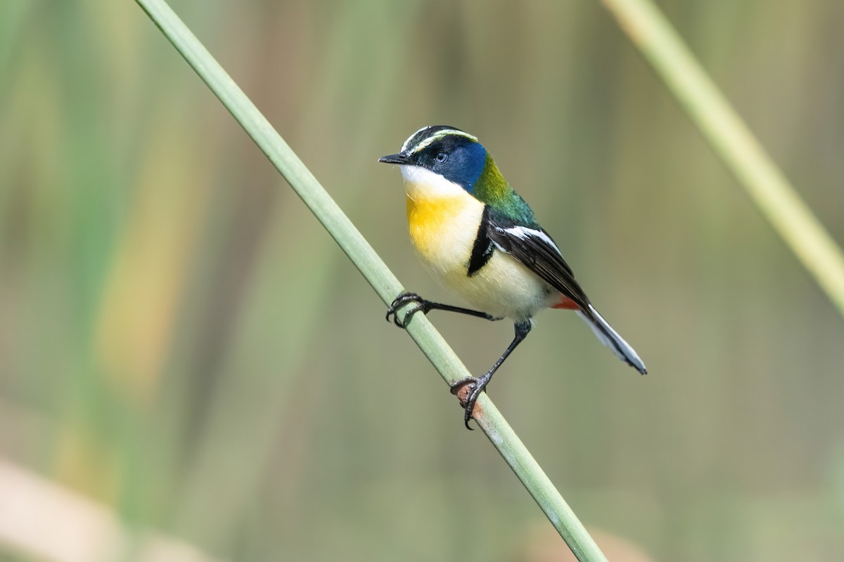 Many-colored Rush Tyrant - ML646717658