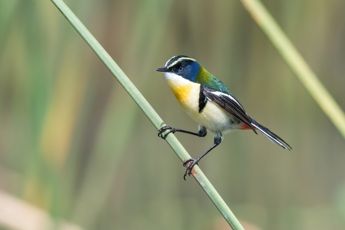 Many-colored Rush Tyrant - ML646717659