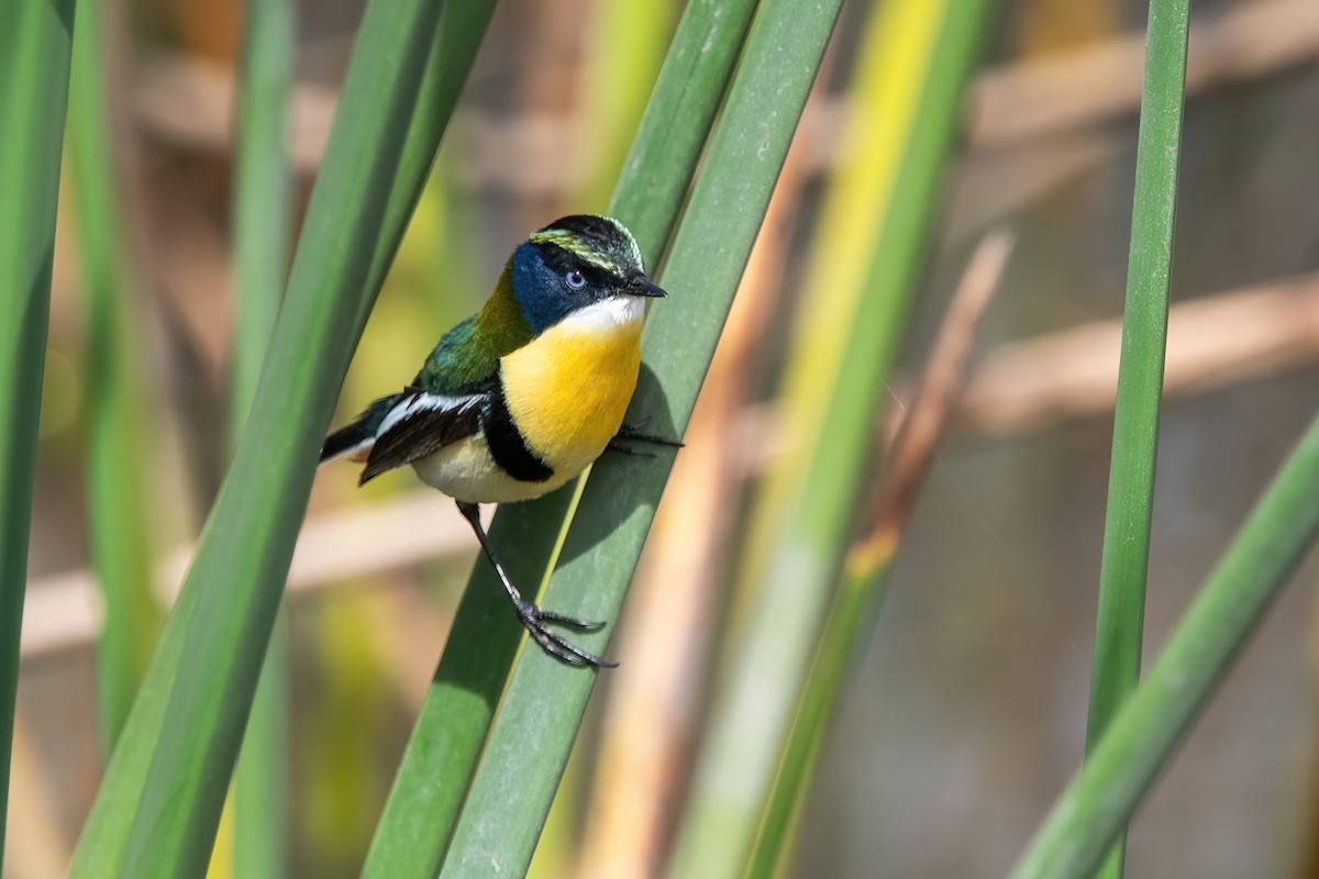 Many-colored Rush Tyrant - ML646717660