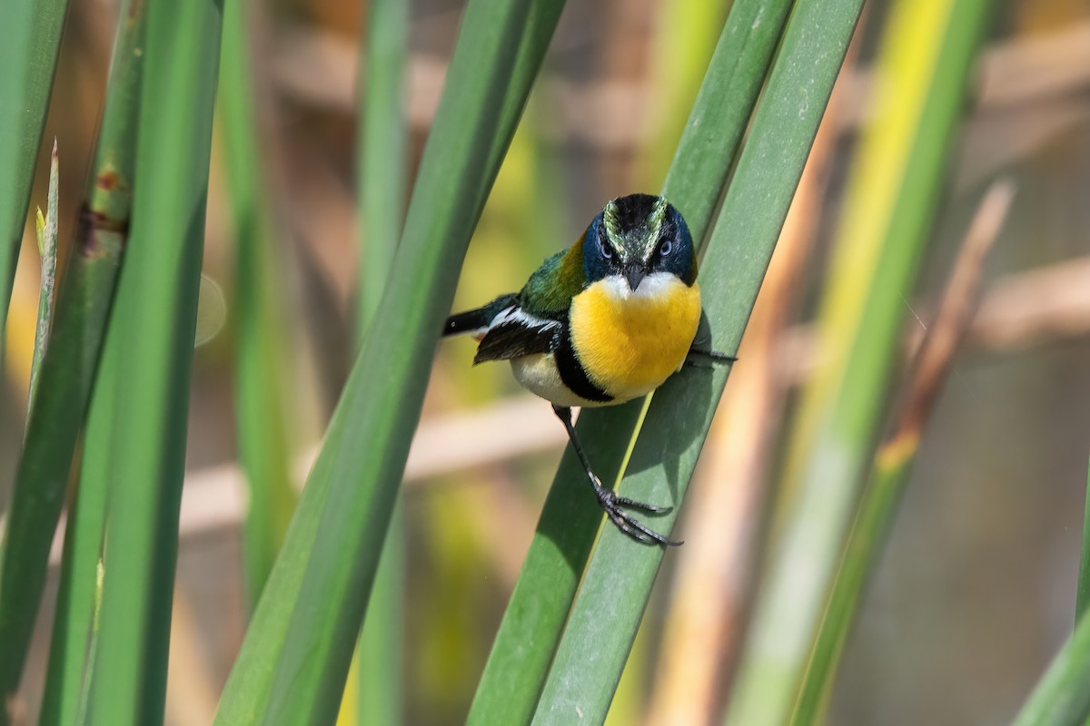 Many-colored Rush Tyrant - ML646717661