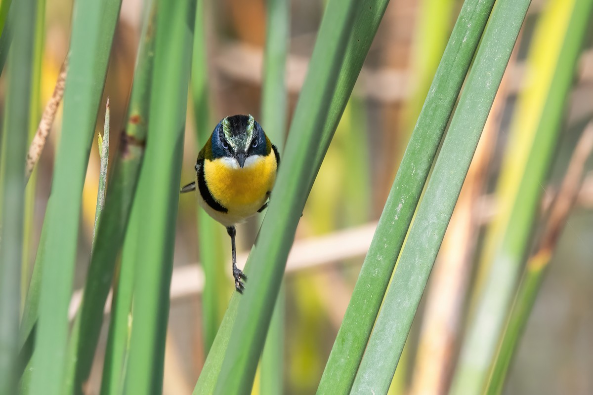 Many-colored Rush Tyrant - ML646717662